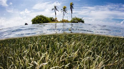 More Countries See Value of Coastal Wetlands to Counter Climate Change ...