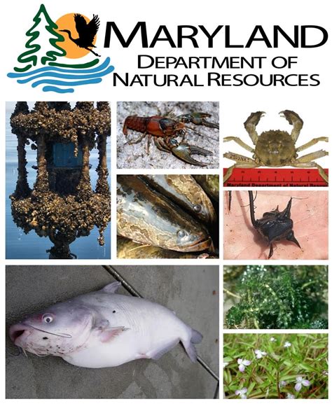 Maryland Invasive Species Tracker