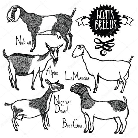 Goats Breeds Vector Illustration Sketch Style Hand Drawn Stock Vector