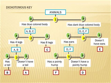 Grade 7 Dichotomous Keys