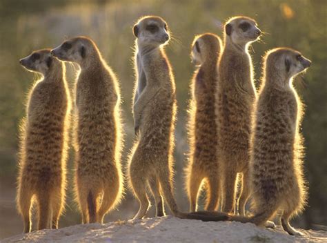 Meerkat Facts