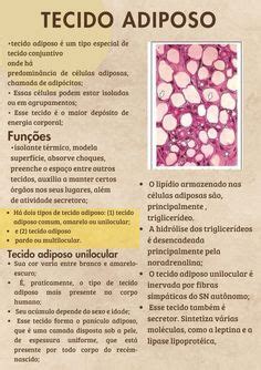 Tecido Adiposo Histologia Material De Enfermagem Escola De Medicina