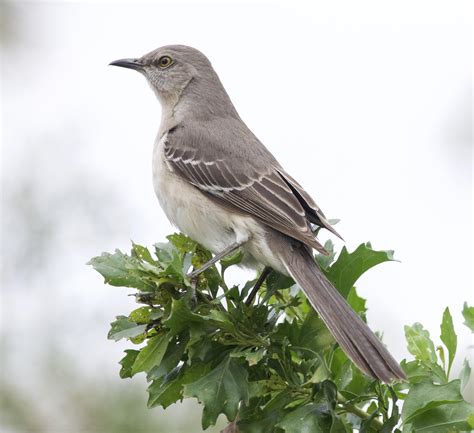 Northern Mockingbird—St. Marks NWR : r/birding