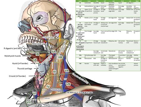 Neck Lymph Node Levels