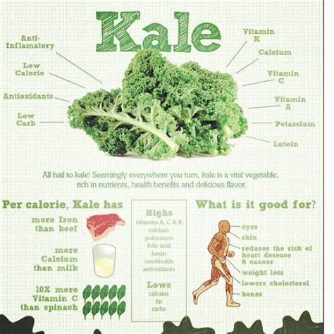 Kale Is The Target Of Nutrition Its Cheap Has Everything You Need