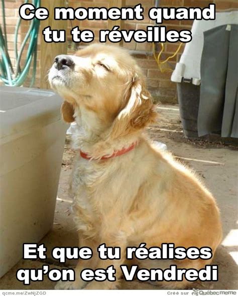 Gratuit Humour Chien Rigolo Blageusnob