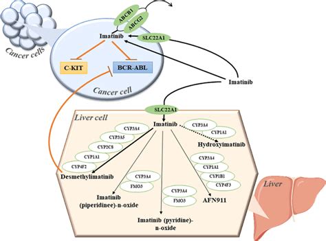 Imatinib Metabolic Pathway Pathway Pa164713427 Download Scientific