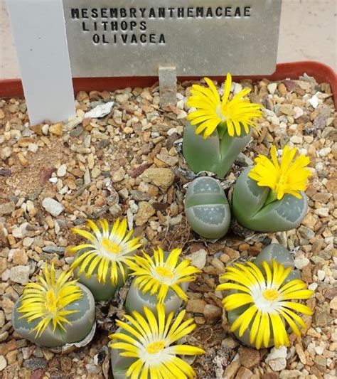 Captivating Cactus And Striking Succulents 18 In A Series Lithops Living Stones A