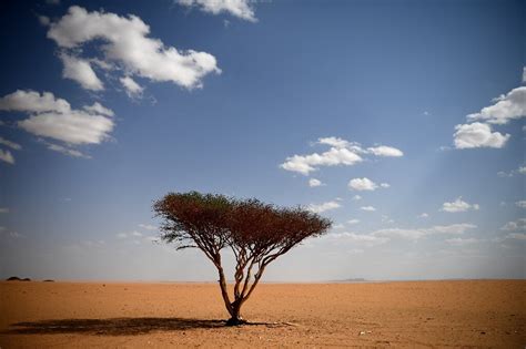 Barren No More Study Finds Millions Of Trees Dot Deserts