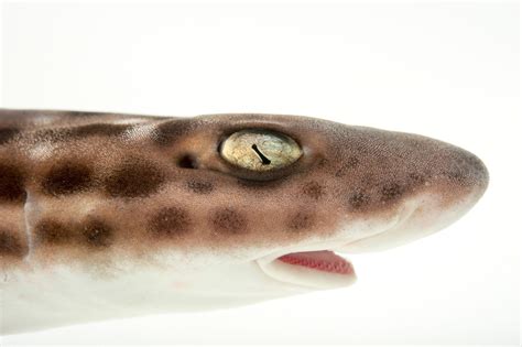 Coral Catshark Atelomycterus Marmoratus Joel Sartore