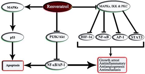 A Schematic Illustration Of The Effect Of Resveratrol On Intracellular