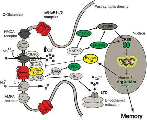 Frontiers Group 1 Metabotropic Glutamate Receptor Function And Its