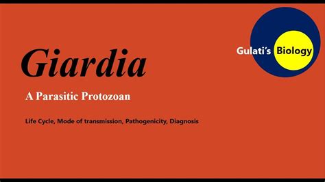 Giardia Lamblia Life Cycle Mode Of Infection Pathogenicity Youtube