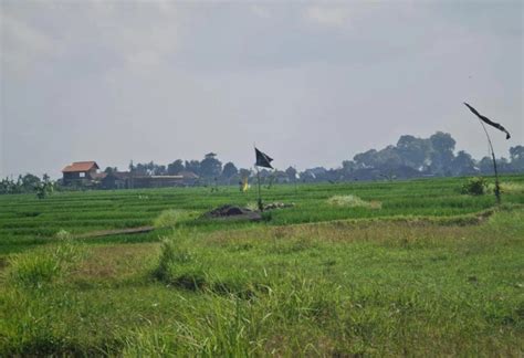 Dijual Tanah View Laut Sawah Pantai Cemagi Badung Bali Tanah Dijual Di