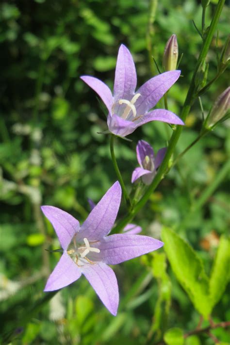 Campanula Rapunculus Rampion Cabi Compendium