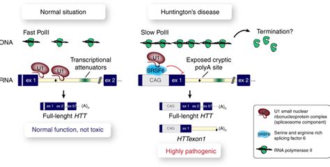 Schematic Depicting Mechanisms Influencing Incomplete Splicing Of Htt