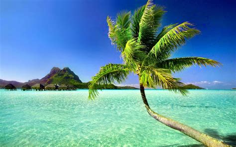 Download Tropical Island Palm Trees Blue Green Beach Wallpaper