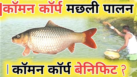 Common Carp Fish Farming Common Crop Fish Farming In