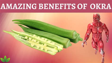 Top 10 Amazing Benefits Of Eating Okra Everyday Youtube