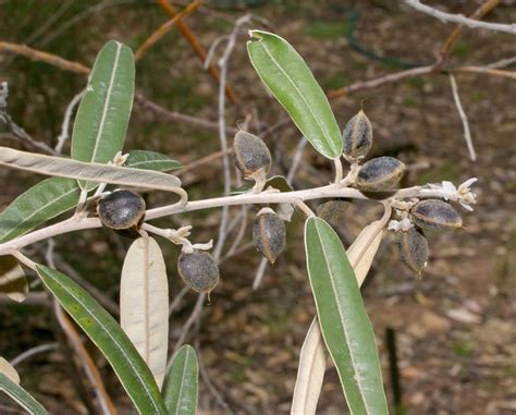 Plantfiles Pictures Hovea Species Hovea Lanceolata By Kell