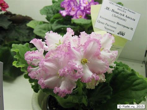 Поцелуй Ангела Фиалка Фото – Telegraph