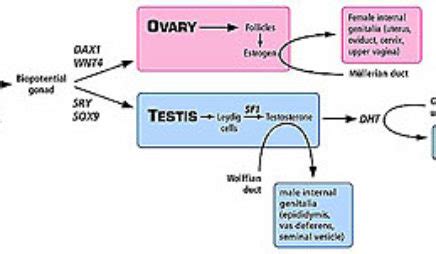 Biology Of Sex And Gender Annenberg Learner