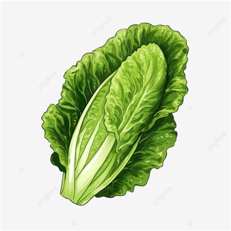 Lettuce Romaine Flat Green Color Png Lettuce Romaine Vegetable PNG