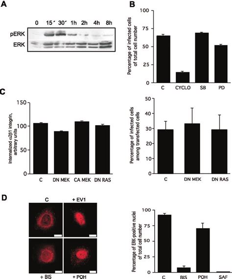 Binding Of 21 Integrin To EV1 Induces The Phosphorylation Of ERK MAP