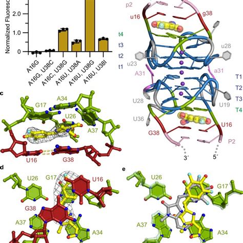 Orthogonal Fluorescence Activation Of Dfho By The Wobble Beetroot