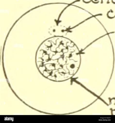 Metaphase Spindle Fibers