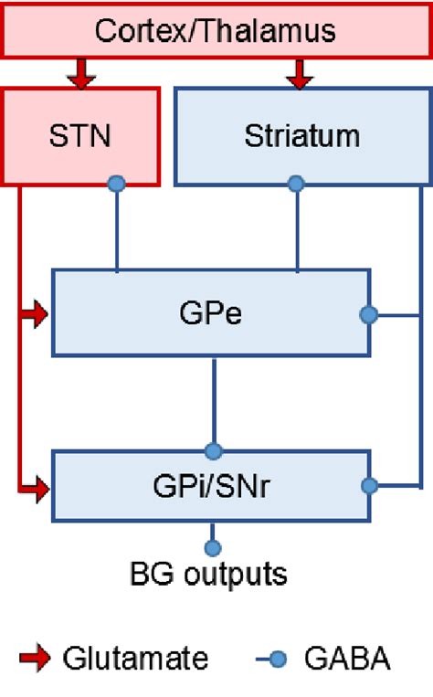 Basal Ganglia Architecture The Subthalamic Nucleus STN Is The Only