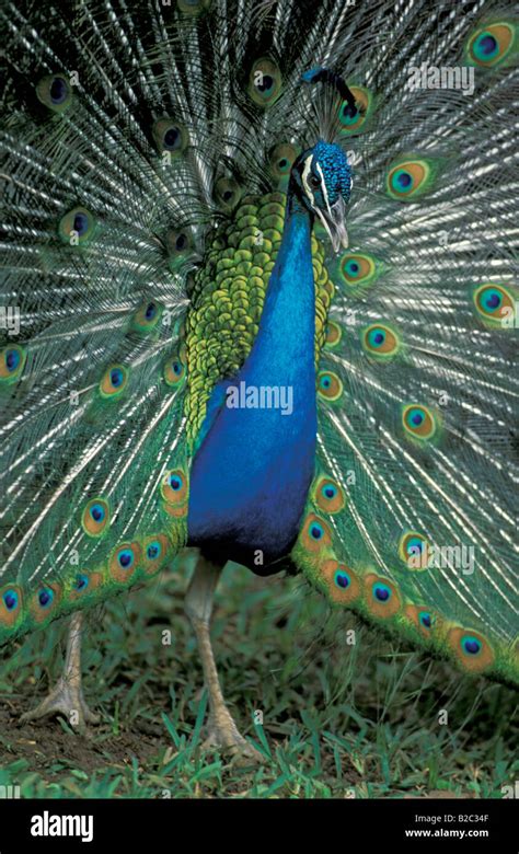 Indian Or Common Peafowl Pavo Cristatus Adult Male Or Peacock Stock