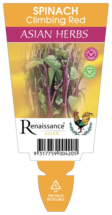 Malabar Spinach Red Ceylon Spinach Red Stemmed Renaissance Herbs