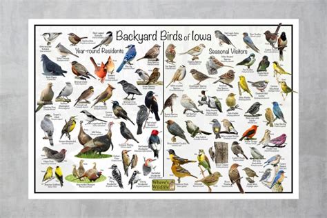 Backyard Birds of Iowa Bird Identification Poster Divided into Year-round Residents & Seasonal ...