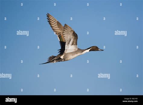 Pintail Ducks In Flight Male Hi Res Stock Photography And Images Alamy