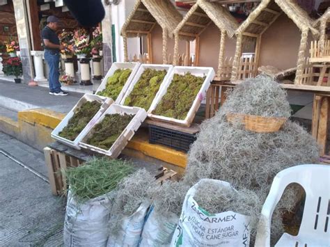 Heno y musgo por qué ya no usarlo en el nacimiento La Jornada Hidalgo