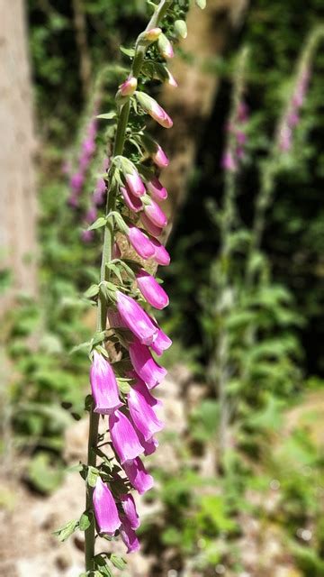 Blumen Natur Wald Kostenloses Foto Auf Pixabay Pixabay