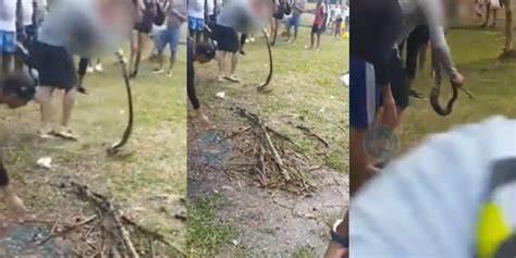 Serpiente Venenosa Mordi A Un Joven En Cali Que Trat De Protegerla