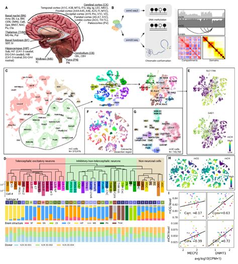 Epigenomic Profiling Of Human Brain Cells With SnmC Seq3 And Snm3C Seq