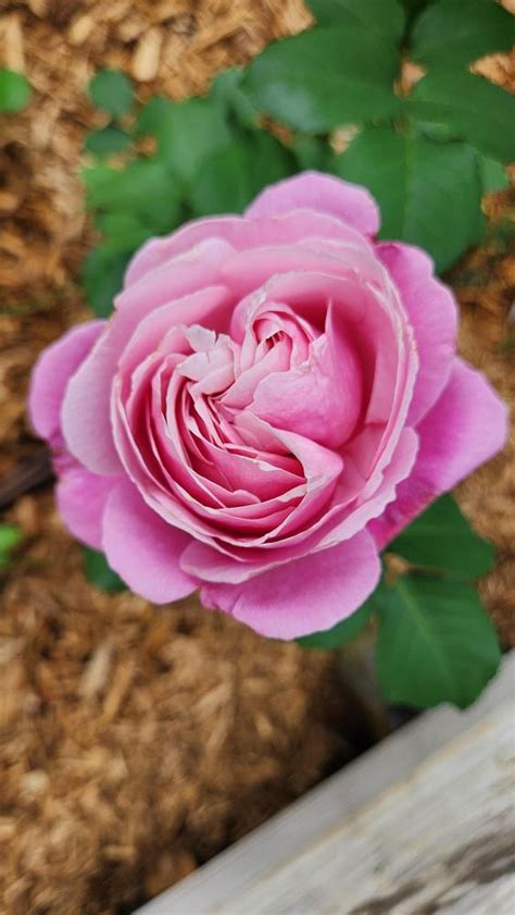 Rose Rosa Soeur Emmanuelle In The Roses Database Garden Org