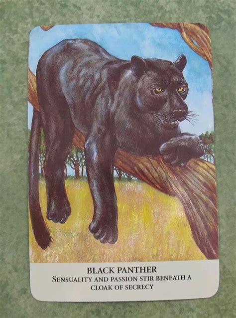 Black Panther My Favourite Animal Animal Spirit Guides Spirit Animal