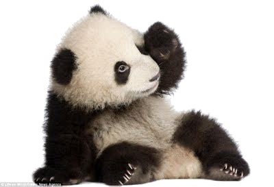 Figura Panda Png Linda Imagem De Panda Em Png Para Baixar Gr Tis Riset