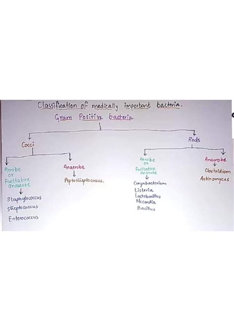 SOLUTION Classification Of Medically Important Bacteria Studypool