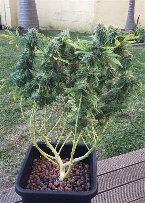 Green Scout Cookies Strain Info Green Scout Cookies Weed By