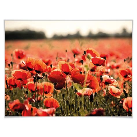 Poster Poppy Field Wall Art De