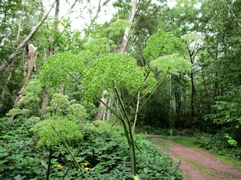 Wald Engelwurz Angelica sylvestris im Hahnbusch oberhalb von Güdingen