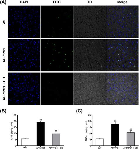 Cb Treatment Suppressed Microglial Activation And Proinflammatory