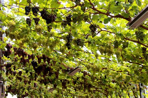 Images Gratuites Arbre Branche Fleur Grain De Raisin Vigne