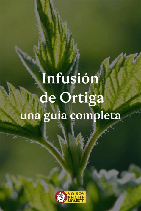 Infusión de ORTIGA una guía completa