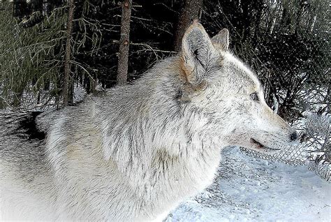 Wolfsjagd Spektakel Oder Fiasko Menschundnatur Unserezukunft Webseite